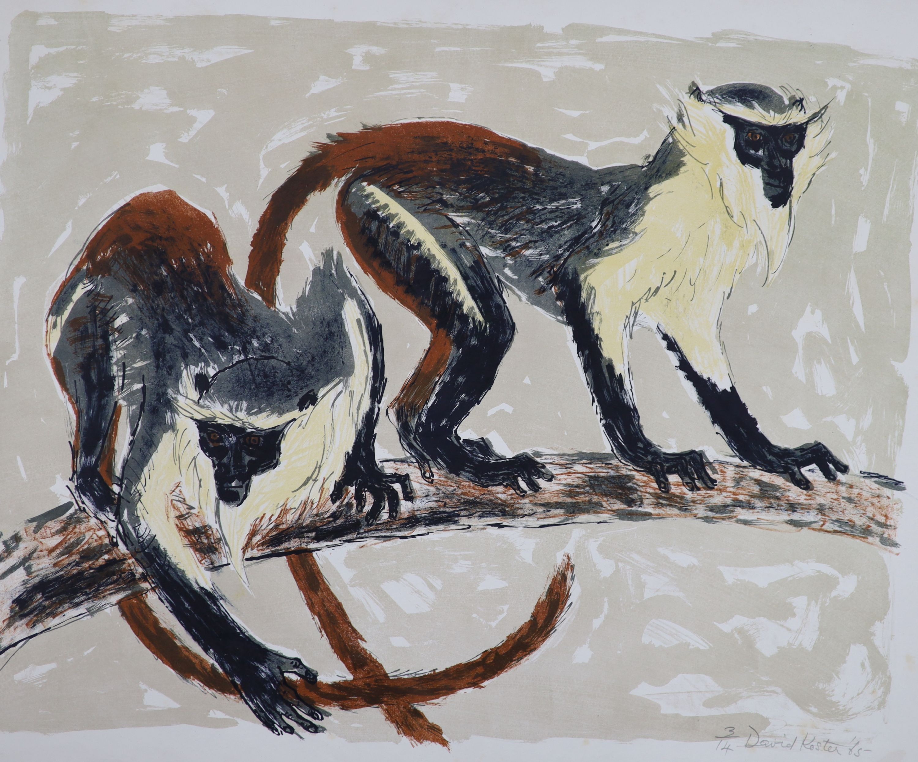 David Koster (1926-2014), four unframed limited edition prints; monkeys, Fennec Foxes, Ringtail Lemurs & Cervals, all signed, largest 80 x 58cm.